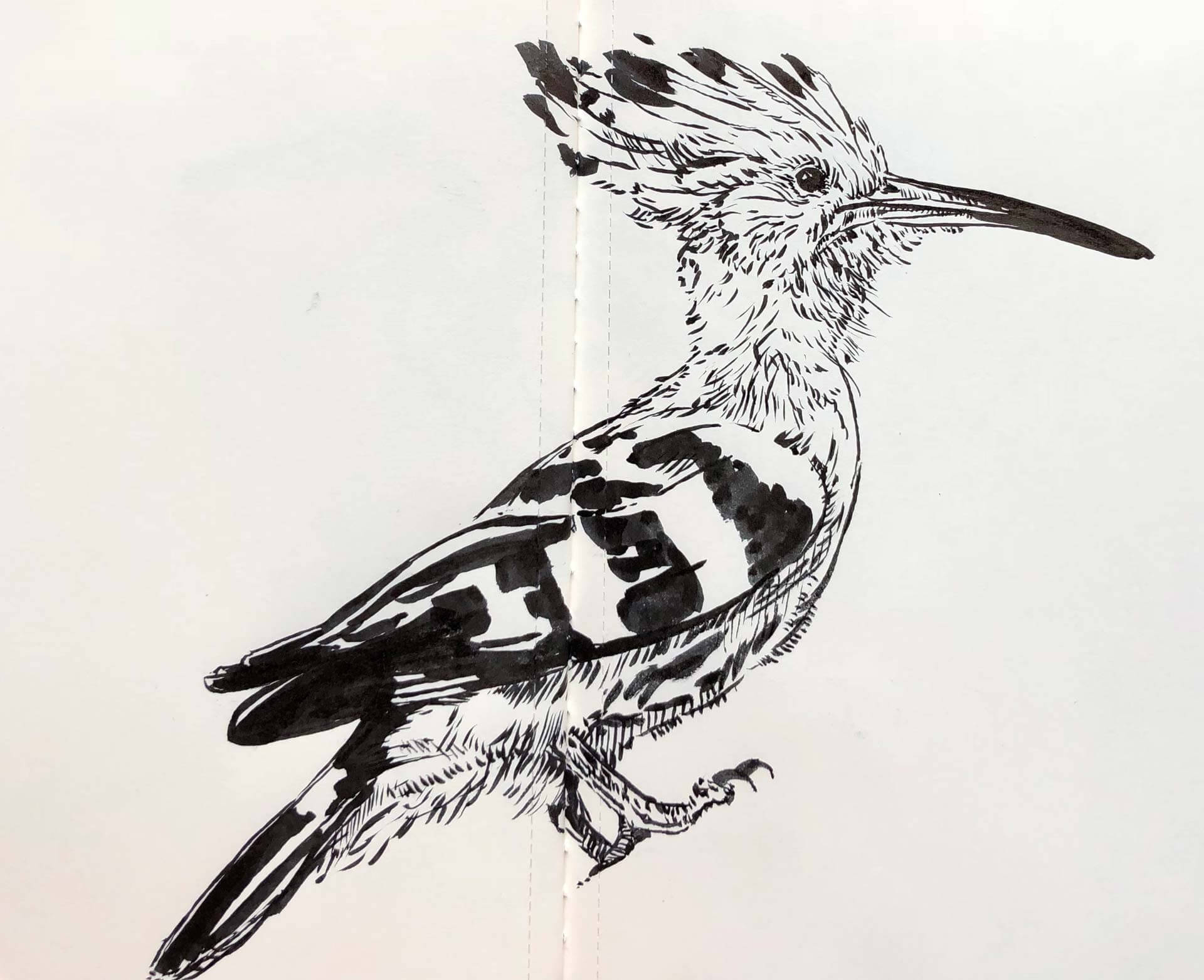 A Bird by Enrique Enriquez